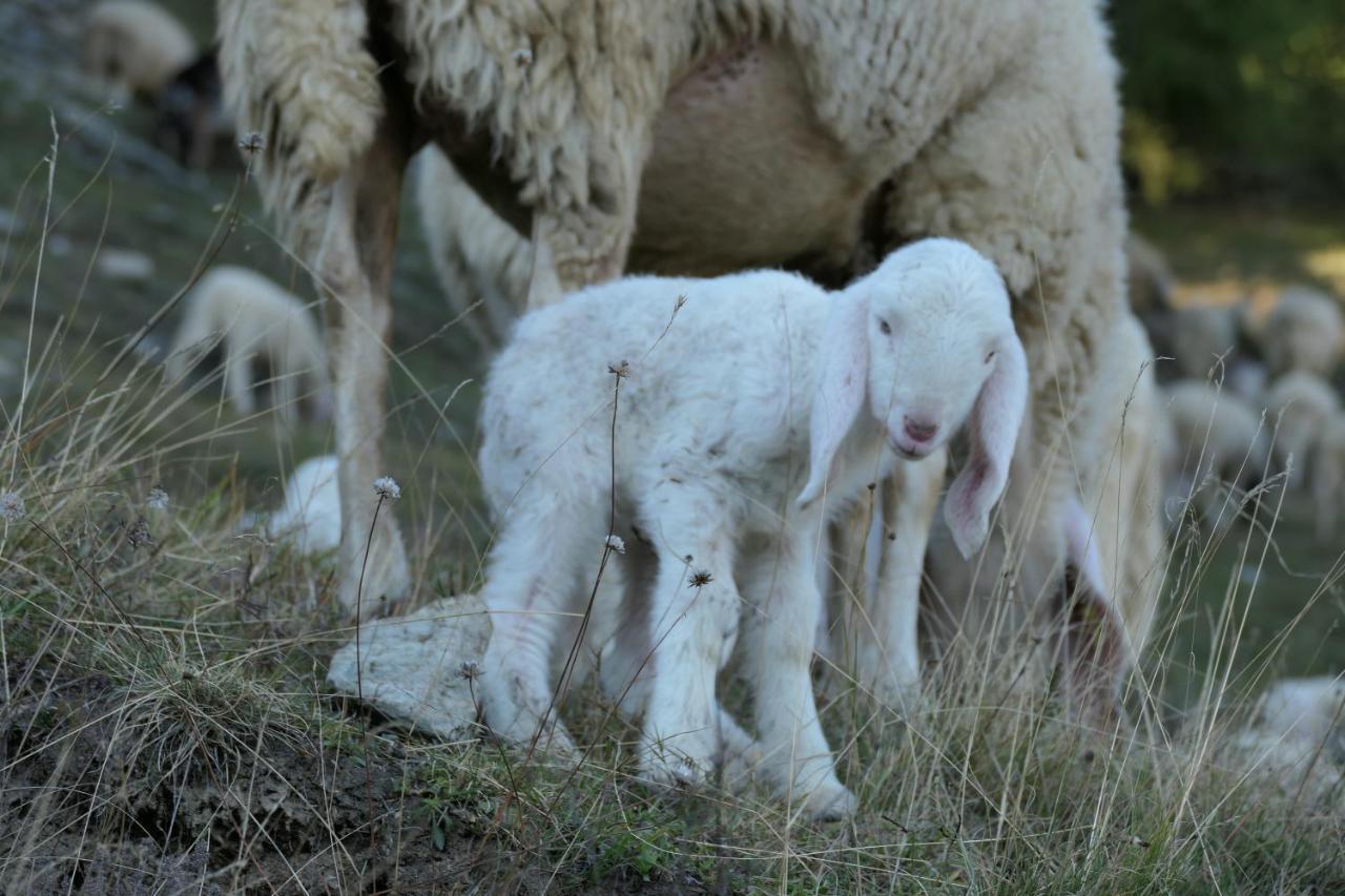 مبيت وإفطار Roure Turin La Slitta المظهر الخارجي الصورة